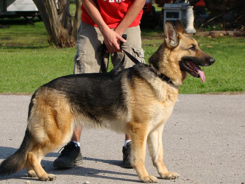 Heidelberg german hot sale shepherds prices